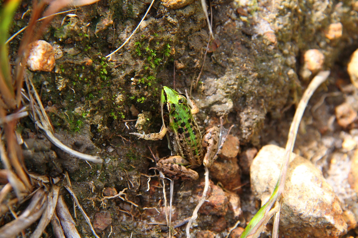 Frog in Nahampohana