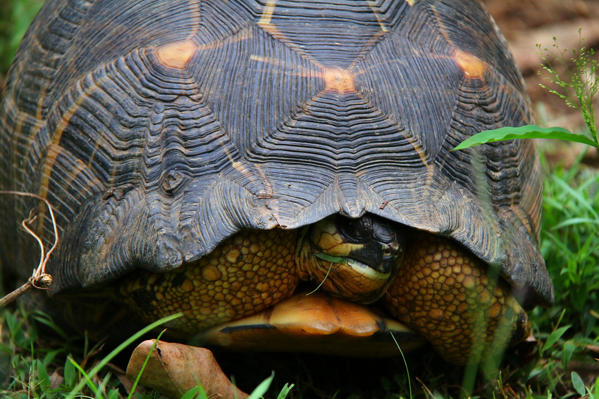 Radiata turtle in à Nahampohana